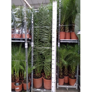 Phoenix canariensis