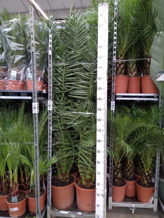 <h4>Phoenix canariensis</h4>