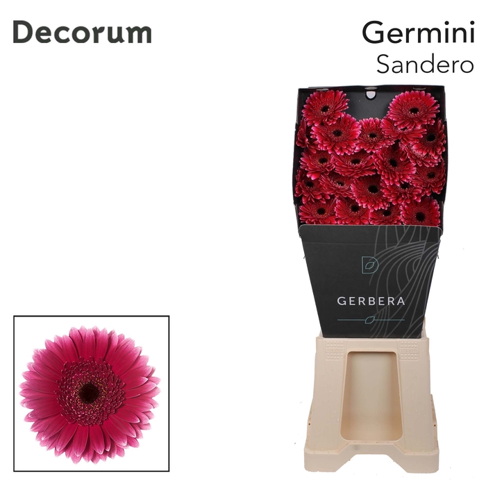 <h4>Germini Sandero Diamond</h4>