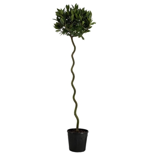Laurus nobilis Spiraal stam