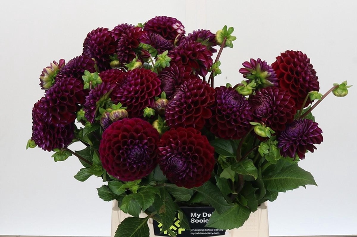 <h4>Dahlia Ivannetti</h4>