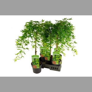 ACER PA RYUSEN