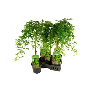 ACER PA RYUSEN