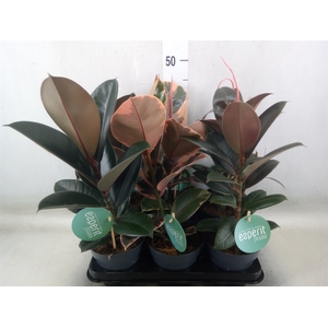 Ficus elastica   ...