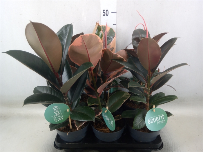 <h4>Ficus elastica   ...</h4>