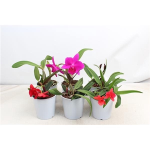 Cattleya kleinbloemig 1 tak 2+ knop 12 cm