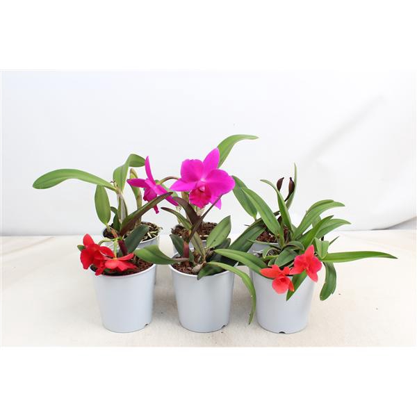 <h4>Cattleya kleinbloemig 1 tak 2+ knop 12 cm</h4>