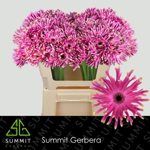 <h4>Gerbera Pastini Vittoria Half doos</h4>