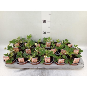 Fragaria   ...