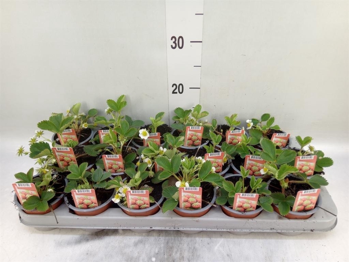 <h4>Fragaria   ...</h4>
