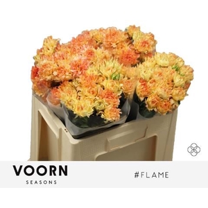 R Tr Flame Voorn Seasons