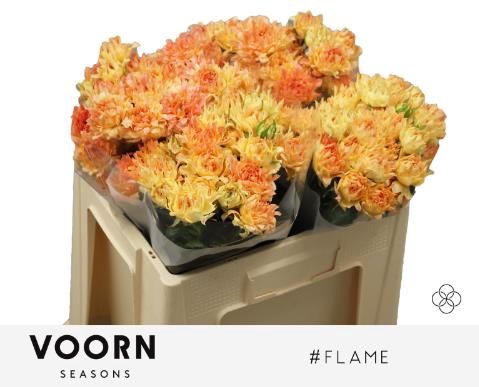<h4>R TR H FLAME</h4>