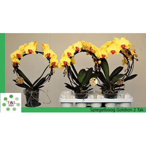 Phalaenopsis  'Elegant Cascade'