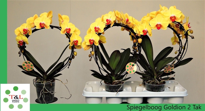 <h4>Phalaenopsis  'Elegant Cascade'</h4>
