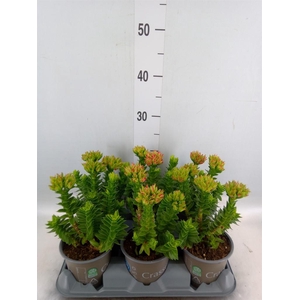 Crassula coccinea