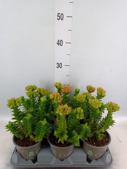 <h4>Crassula coccinea</h4>