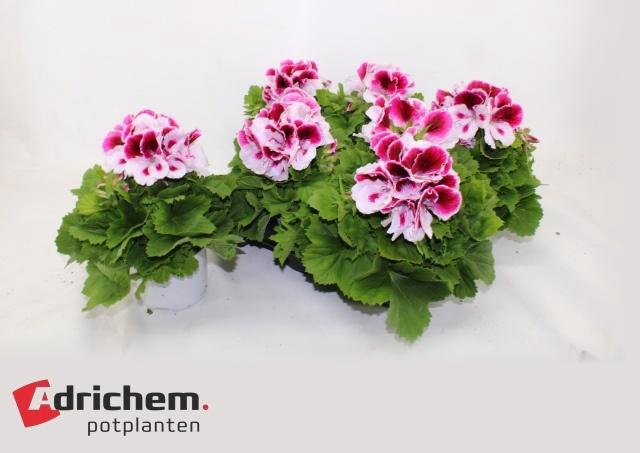 <h4>PEL GR BRAVO</h4>