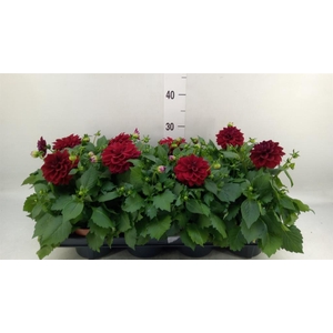 Dahlia  'Royal'   mix