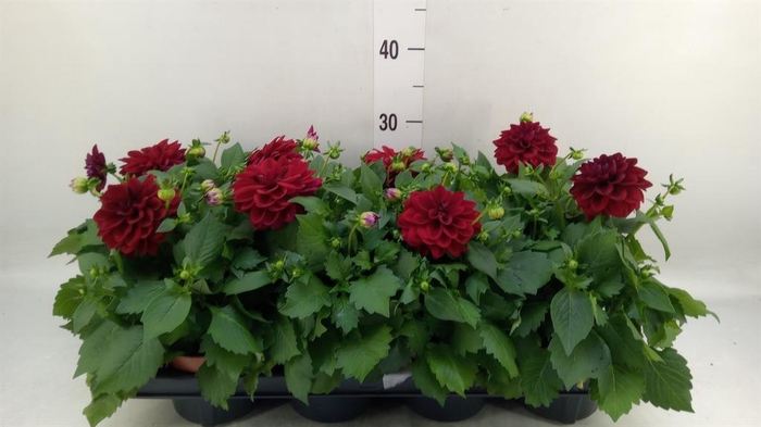 <h4>Dahlia  'Royal'   mix</h4>