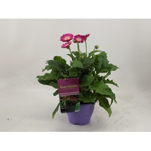 Gerbera XL Garvinea 4+ paars