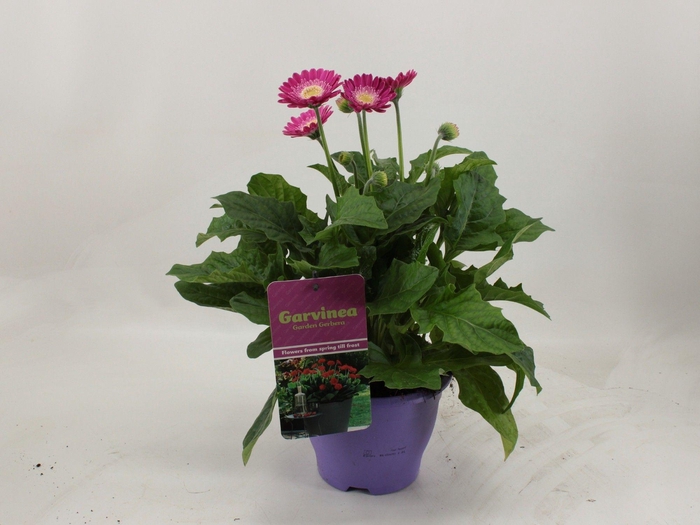 <h4>Gerbera XL Garvinea 4+ paars</h4>