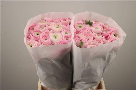 <h4>Ran El. Pink Ex</h4>