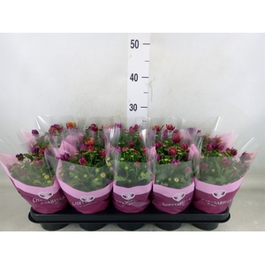 Chrysanthemum  'Artistic Jeff' .mix