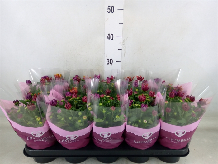 <h4>Chrysanthemum  'Artistic Jeff' .mix</h4>