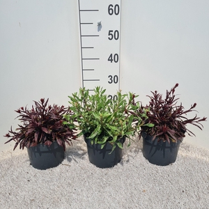 Gaura Gemengd P19