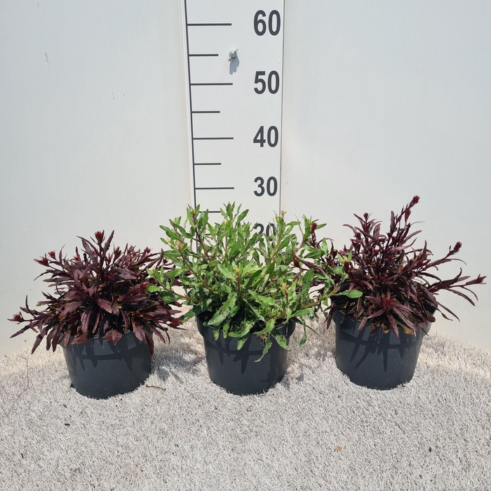 <h4>Gaura Gemengd P19</h4>