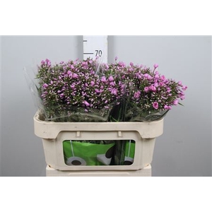 Phlox P Pink Eyes