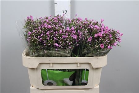 <h4>Phlox P Pink Eyes</h4>