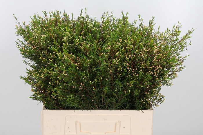 <h4>Chame Un Umbrella</h4>