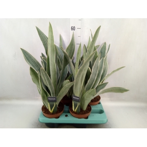 Sansevieria trifa.   ...