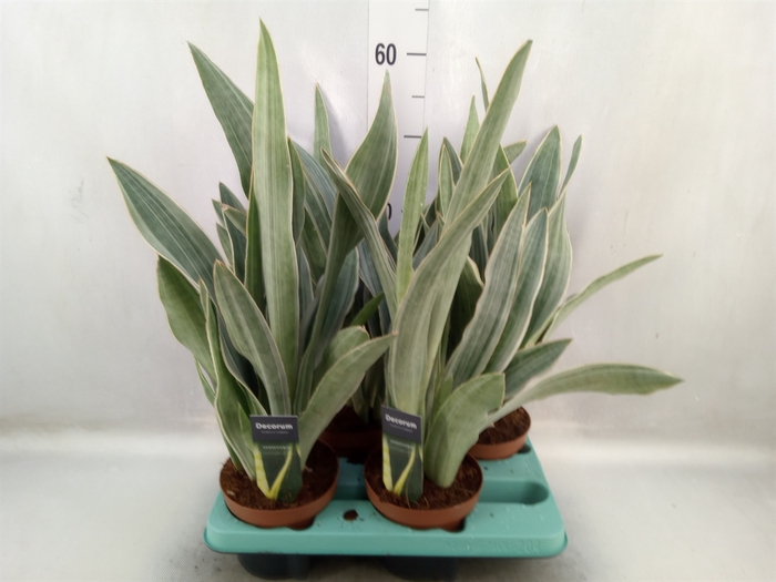 Sansevieria trifa.   ...