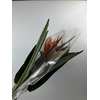 STRELITZIA LONG EXTRA