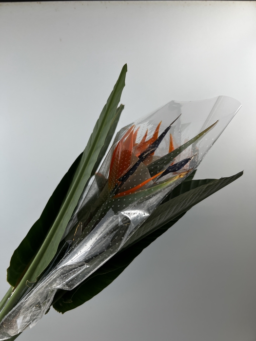 STRELITZIA LONG EXTRA