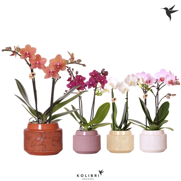 <h4>Phalaenopsis gemengd</h4>