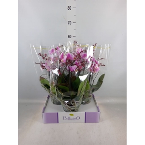 Phalaenopsis multi.   ...rose