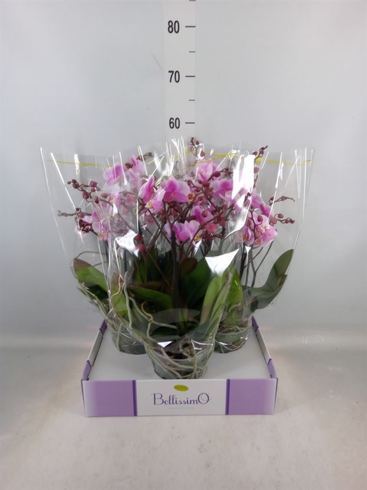 <h4>Phalaenopsis multi.   ...rose</h4>