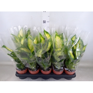 Dieffenbachia  'Camilla'