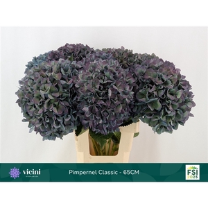 Hydr Pimpernel Classic 65 cm Vicini