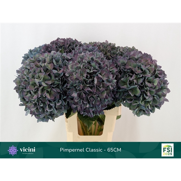 <h4>Hydr Pimpernel Classic 65 cm Vicini</h4>