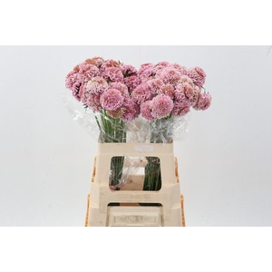 Scabiosa At Punch Bon Bon