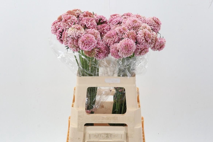 <h4>Scabiosa At Punch Bon Bon</h4>