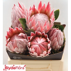 PROTEA CY K.J.