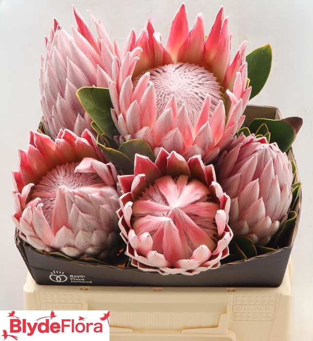 <h4>PROTEA CY K.J.</h4>