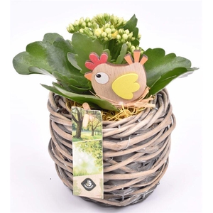 Wilg mand grijs 12cm