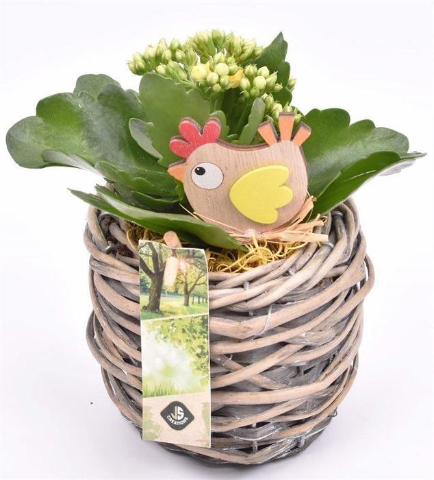 <h4>Wilg mand grijs 12cm</h4>