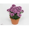 CHRY PARAD PURPLE